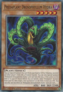 Predaplant Drosophyllum Hydra [LED5-EN050] Common